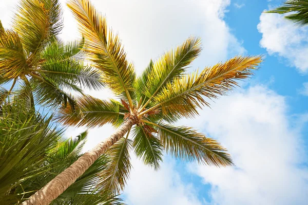空に対するヤシの木。熱帯イディリックパラダイス島のパームビーチ-カリブ海-ドミニカ共和国｜プンタ・カナ — ストック写真