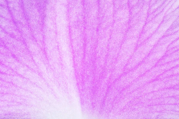 Textura rosa pétala macro — Fotografia de Stock