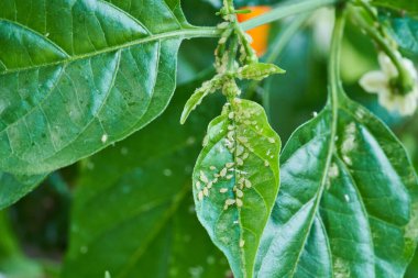 Küçük yaprak biti açık havada yeşil bir yaprak üzerinde