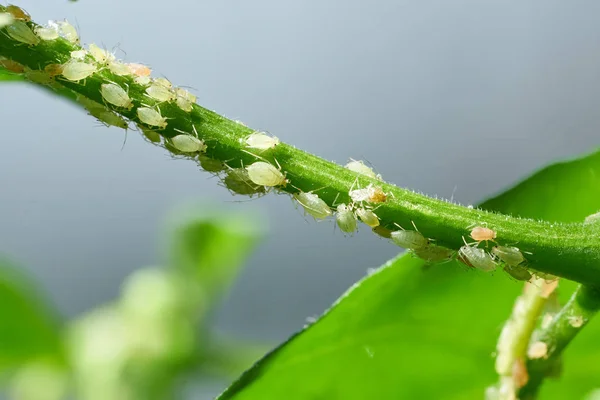 Insect pests, aphid, on the shoots and fruits of plants, Spider mite on flowers. Pepper attacked by malicious insects — Stock Image Insect pests, aphid, on the shoots and fruits of plants, Spider mite on flowers. Pepper attacked by malicious insects Stock Photo