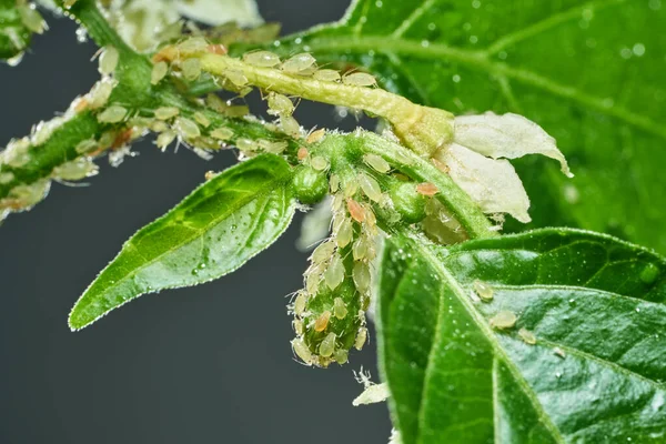 Insect pests, aphid, on the shoots and fruits of plants, Spider mite on flowers. Pepper attacked by malicious insects — Stock Image Insect pests, aphid, on the shoots and fruits of plants, Spider mite on flowers. Pepper attacked by malicious insects Stock Photo