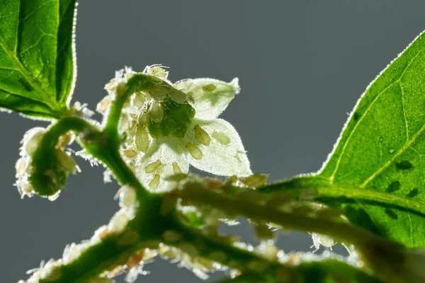 Insect pests, aphid, on the shoots and fruits of plants, Spider mite on flowers. Pepper attacked by malicious insects — Stock Image Insect pests, aphid, on the shoots and fruits of plants, Spider mite on flowers. Pepper attacked by malicious insects Royalty Free Stock Photos