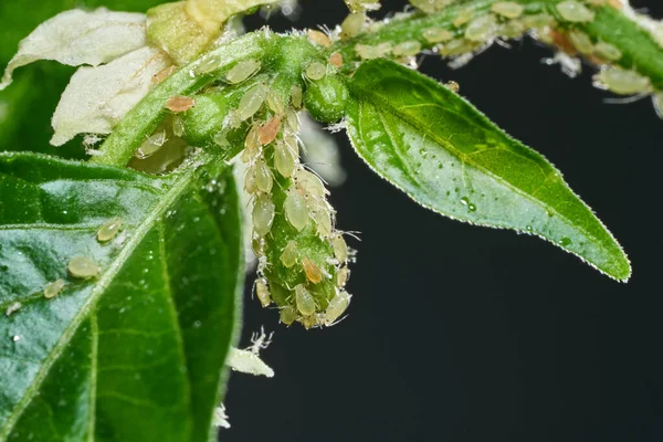 Insect pests, aphid, on the shoots and fruits of plants, Spider mite on flowers. Pepper attacked by malicious insects — Stock Image Insect pests, aphid, on the shoots and fruits of plants, Spider mite on flowers. Pepper attacked by malicious insects Stock Picture