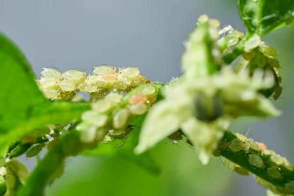 Insect pests, aphid, on the shoots and fruits of plants, Spider mite on flowers. Pepper attacked by malicious insects — Stock Image Insect pests, aphid, on the shoots and fruits of plants, Spider mite on flowers. Pepper attacked by malicious insects Stock Image