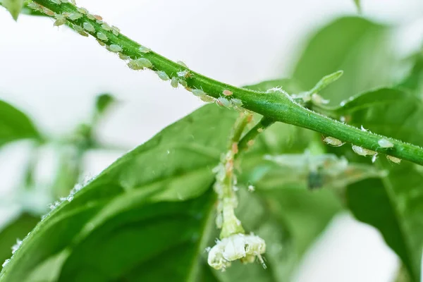 Insektenschädlinge, Blattläuse an den Trieben und Früchten der Pflanzen, Spinnmilben an den Blüten. Pfeffer von bösartigen Insekten befallen — Stockfoto