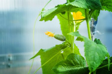 Taze hasat salatalık tutan kadın. Locavore hareketi, yerel tarım, kavram hasat