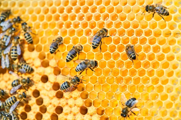 Macro foto de una colmena de abejas en un panal con copyspace. Las abejas producen miel fresca, saludable . —  Fotos de Stock