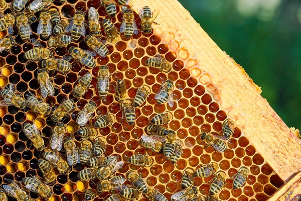 Close-up van de werkende bijen op de honingraat met zoete honing. Honing is bijenteelt gezonde producten. — Stockfoto