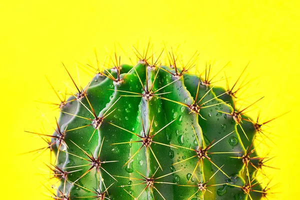 Cactus verde Estilo verano. Diseño artístico. Fondo amarillo —  Fotos de Stock