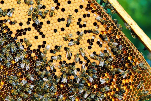 De perto de uma família de abelhas no trabalho. Mel de abelha é coletado em favos de mel . — Fotografia de Stock