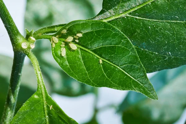 Kleine Blattlausfresser auf einem grünen Blatt im Freien — Stockfoto