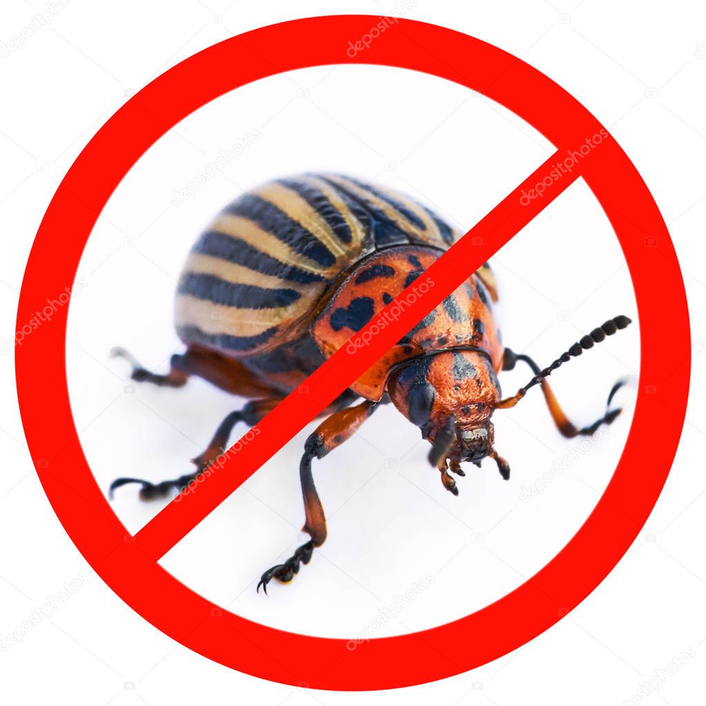 Illustration of forbidden sign with colorado beetle isolated on white background