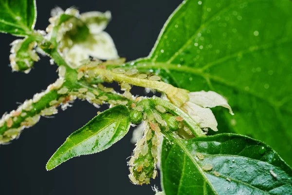 Insect pests, aphid, on the shoots and fruits of plants, Spider mite on flowers. Pepper attacked by malicious insects — Stock Image Insect pests, aphid, on the shoots and fruits of plants, Spider mite on flowers. Pepper attacked by malicious insects Stock Image