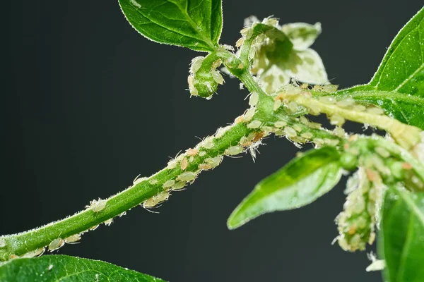 Insetti parassiti, afide, sui germogli e frutti delle piante, acaro ragno sui fiori. Pepe attaccato da insetti maligni — Foto Stock