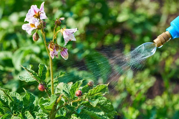 Распыление растений против картофельного жука Колорадо. Защита от насекомых в сельском хозяйстве. борьба с вредителями картофеля колорадо — стоковое фото