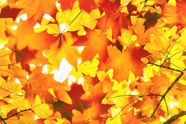 Sugar maple leaves in autumn