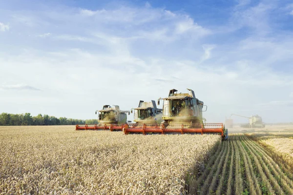 Combiner la moissonneuse-batteuse récoltant du blé doré mûr sur le champ. L'image de l'industrie agricole — Photo