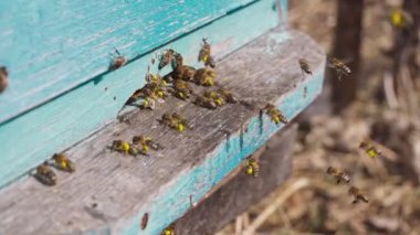 Çalışan arıların, pençelerindeki kovanlara çiçek poleni taşırkenki yakın görüntüsü. Bal arıcılık ürünüdür. Arı balı güzel sarı bal peteklerinde toplanır.