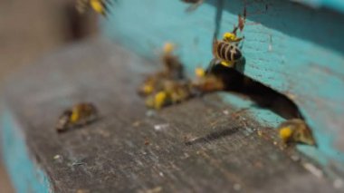 Çalışan arıların, pençelerindeki kovanlara çiçek poleni taşırkenki yakın görüntüsü. Bal arıcılık ürünüdür. Arı balı güzel sarı bal peteklerinde toplanır.