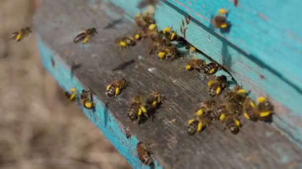 Vue rapprochée des abeilles actives qui apportent du pollen de fleurs à la ruche sur ses pattes. Le miel est un produit apicole. miel d'abeille est recueilli dans de beaux nids d'abeilles jaunes — Video