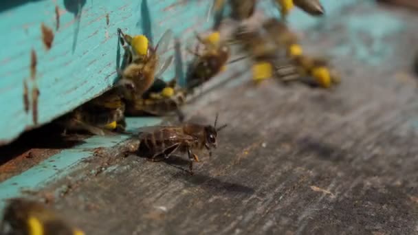 Una vista de cerca de las abejas que trabajan trayendo polen de flores a la colmena en sus patas. La miel es un producto apícola. La miel de abeja se recoge en hermosos panales amarillos — Vídeos de Stock