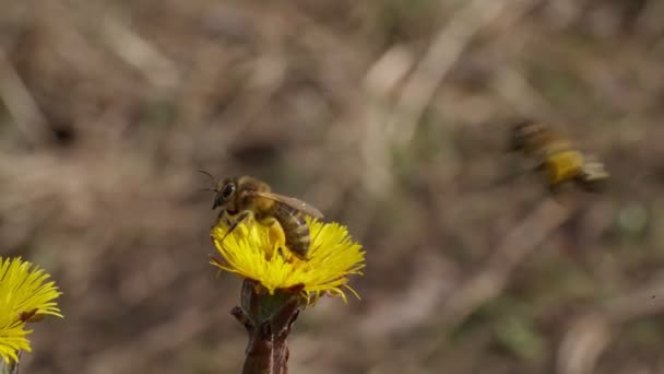 Gros plan d'une abeille recueillant du pollen d'une fleur jaune. Le miel est un produit apicole. miel d'abeille est recueilli dans de beaux nids d'abeilles jaunes . — Video