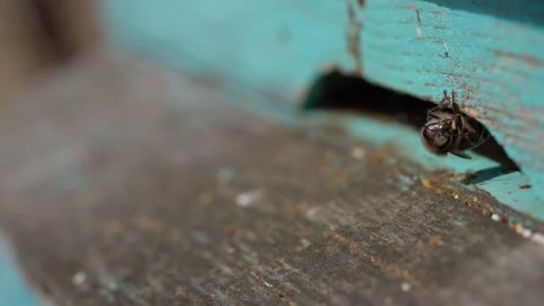 Vue rapprochée des abeilles actives qui apportent du pollen de fleurs à la ruche sur ses pattes. Le miel est un produit apicole. miel d'abeille est recueilli dans de beaux nids d'abeilles jaunes — Video