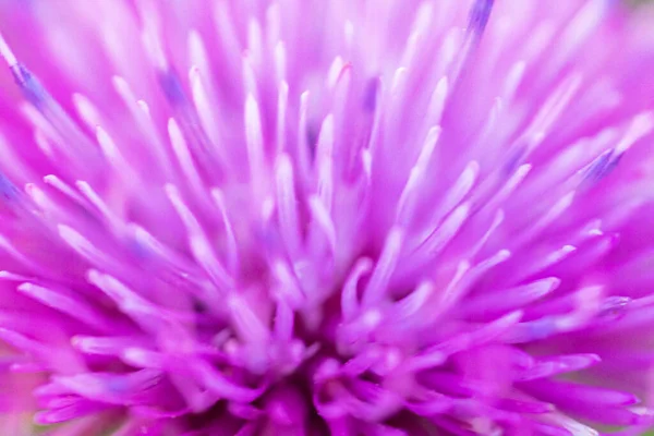 Textura de close-up de uma flor rosa. Pode ser usado como fundo. Foco suave . — Fotografia de Stock