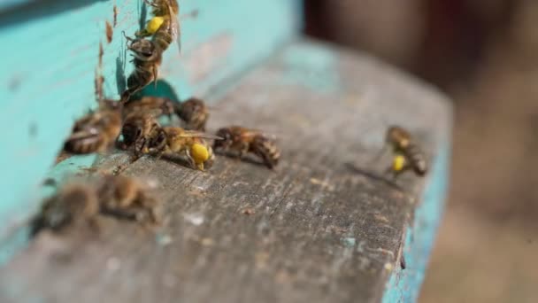 Una vista de cerca de las abejas que trabajan trayendo polen de flores a la colmena en sus patas. La miel es un producto apícola. La miel de abeja se recoge en hermosos panales amarillos — Vídeos de Stock