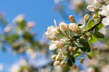 Beyaz Elma Çiçekleri. Çiçek açan güzel elma ağaçları. Bahar günü çiçek açan bir arka plan.