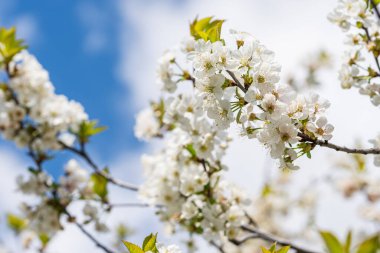 Parkta bir bahar günü kiraz çiçeklerinin pembe çiçekleriyle bembeyaz..