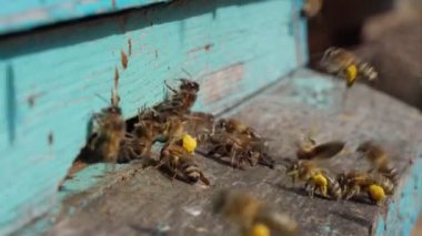 Çalışan arıların, pençelerindeki kovanlara çiçek poleni taşırkenki yakın görüntüsü. Bal arıcılık ürünüdür. Arı balı güzel sarı bal peteklerinde toplanır.