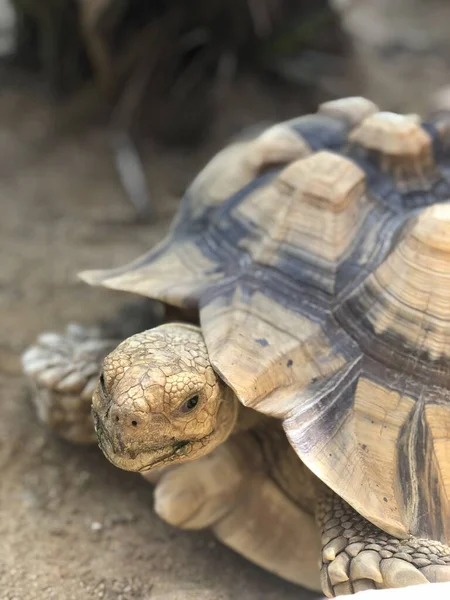 Big Sea Turtle närbild tittar på kameran — Stockfoto