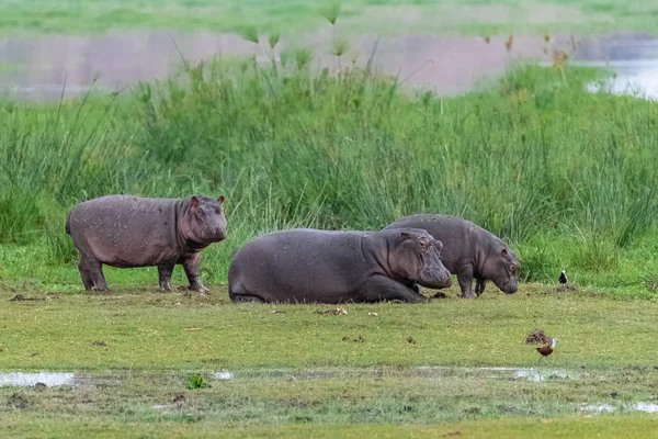 Hippopotame Mère Les Jeunes Sur Herbe Afrique — Photo