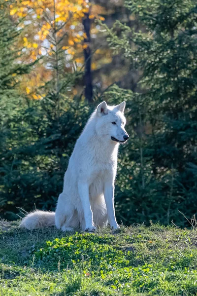 Lobo Ártico Manada Lobos Blancos Pie Bosque Canadá — Foto de Stock