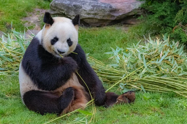 Óriás Panda Fiatal Medve Panda Fűben Vicces Hozzáállás — Stock Fotó