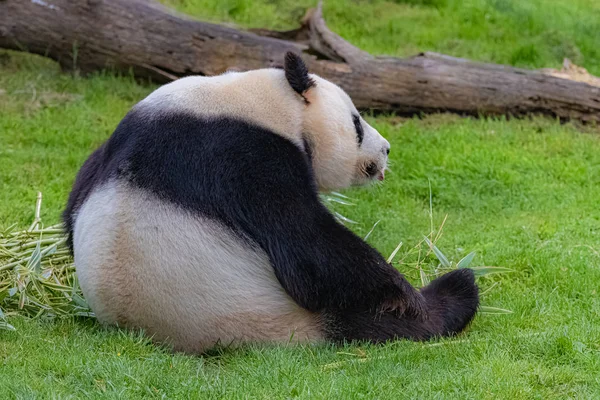 Reuze Panda Jonge Beer Panda Zittend Het Gras Grappige Houding — Stockfoto