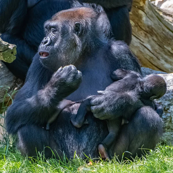 Gorilla Bambino Scimmie Sedute Sull Erba — Foto Stock