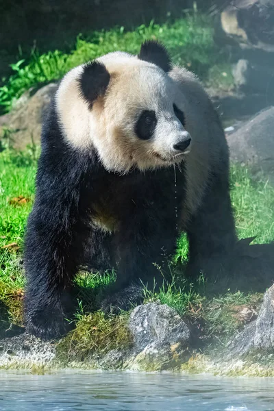Óriás Panda Ivóvíz Állva Fűben — Stock Fotó