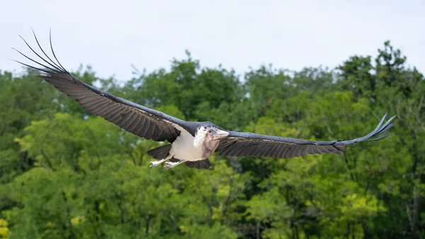 タンザニアのセレンゲティ公園で飛ぶマラブーコウノトリ 肖像画 — ストック写真