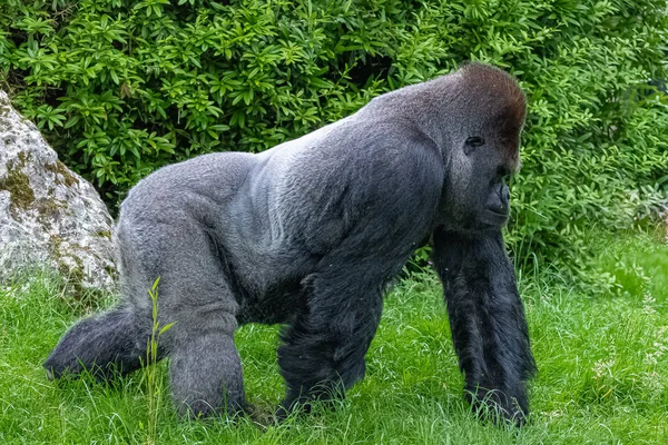 ゴリラ猿男が草の上を歩く面白い態度 — ストック写真