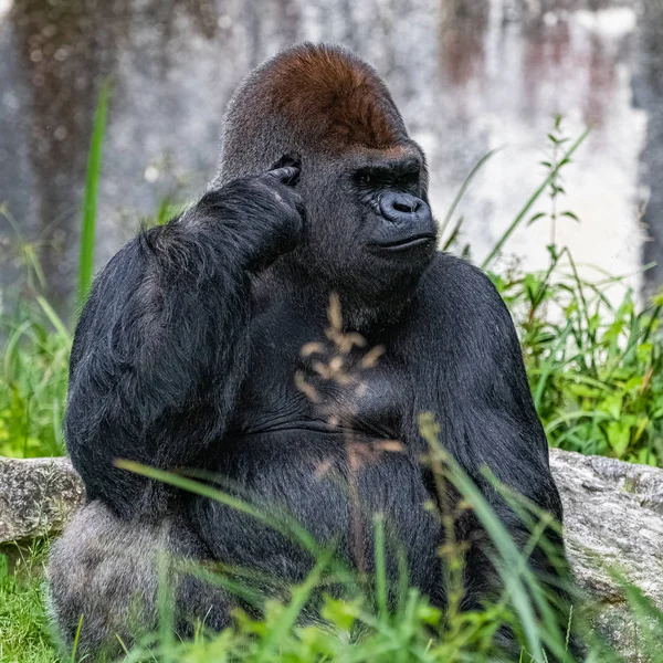 Γορίλας Μαϊμού Κυρίαρχος Αρσενικό Που Κάθεται Στο Γρασίδι Αστεία Συμπεριφορά — Φωτογραφία Αρχείου