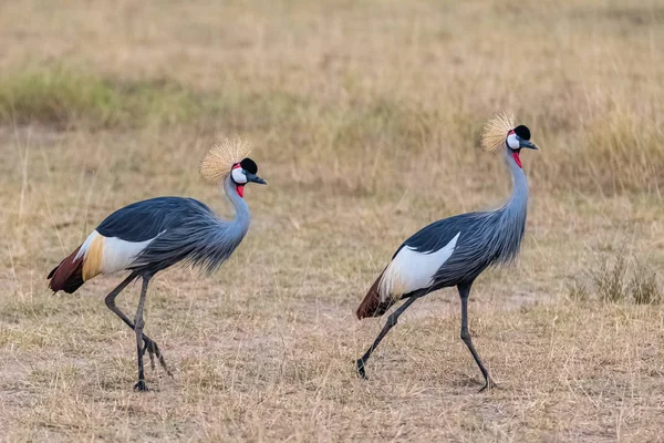 Grey Crowned Crane Balearica Regulorum Burung Burung Cantik Tanzania Pasangan — Stok Foto