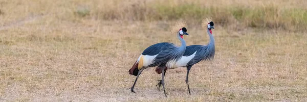 Grey Crowned Crane Balearica Regulorum Mooie Vogels Tanzania Koppel — Stockfoto