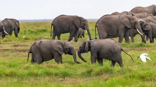 Dois Jovens Elefantes Brincando Juntos África Animais Bonitos Parque Amboseli — Fotografia de Stock