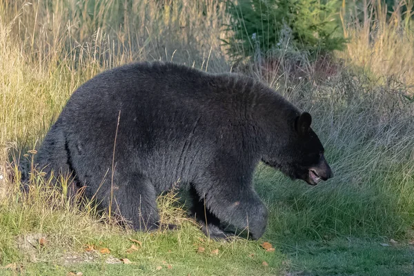 Orso Bruno Che Cammina Nella Foresta Canada — Foto Stock