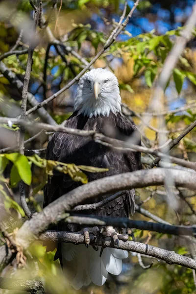 Weißkopfseeadler Haliaeetus Leucocephalus Versteckt Einem Baum — Stockfoto