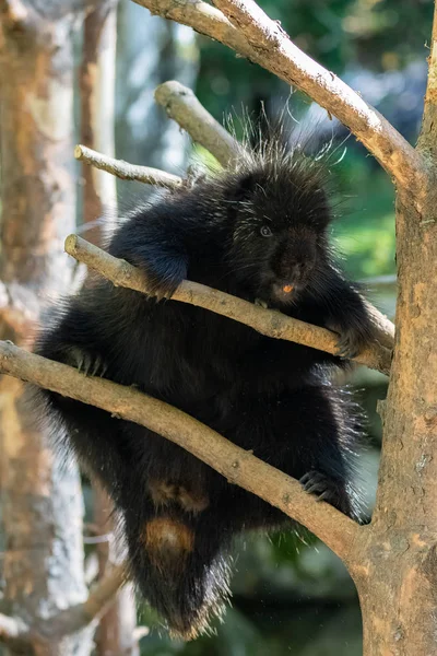 Porcupine Climbing Tree Canada Funny Animal — ストック写真