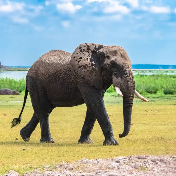 Egy Nagy Elefánt Jön Folyóból Teljesen Nedves Mocsárban Tanzániában Ngorongoro — ingyenes stock fotók