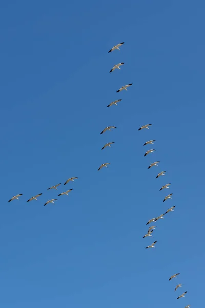 Ganso Neve Voando Céu Azul Canadá Belos Pássaros Brancos Durante — Fotografia de Stock